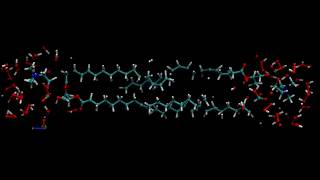 Broken Bilayer