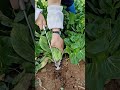 #Cutting the spinach leaves in #vegetableshorts#
