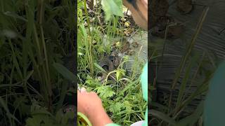 #movie #trending #snake #anirudhravichandersongs #bollywood #cobra #viral #comedy #funny #youtube
