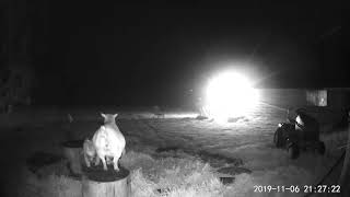 Goats Chase off Coyote