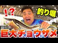 閉店する釣り堀で1時間遊んだら巨大チョウザメが釣れたwww