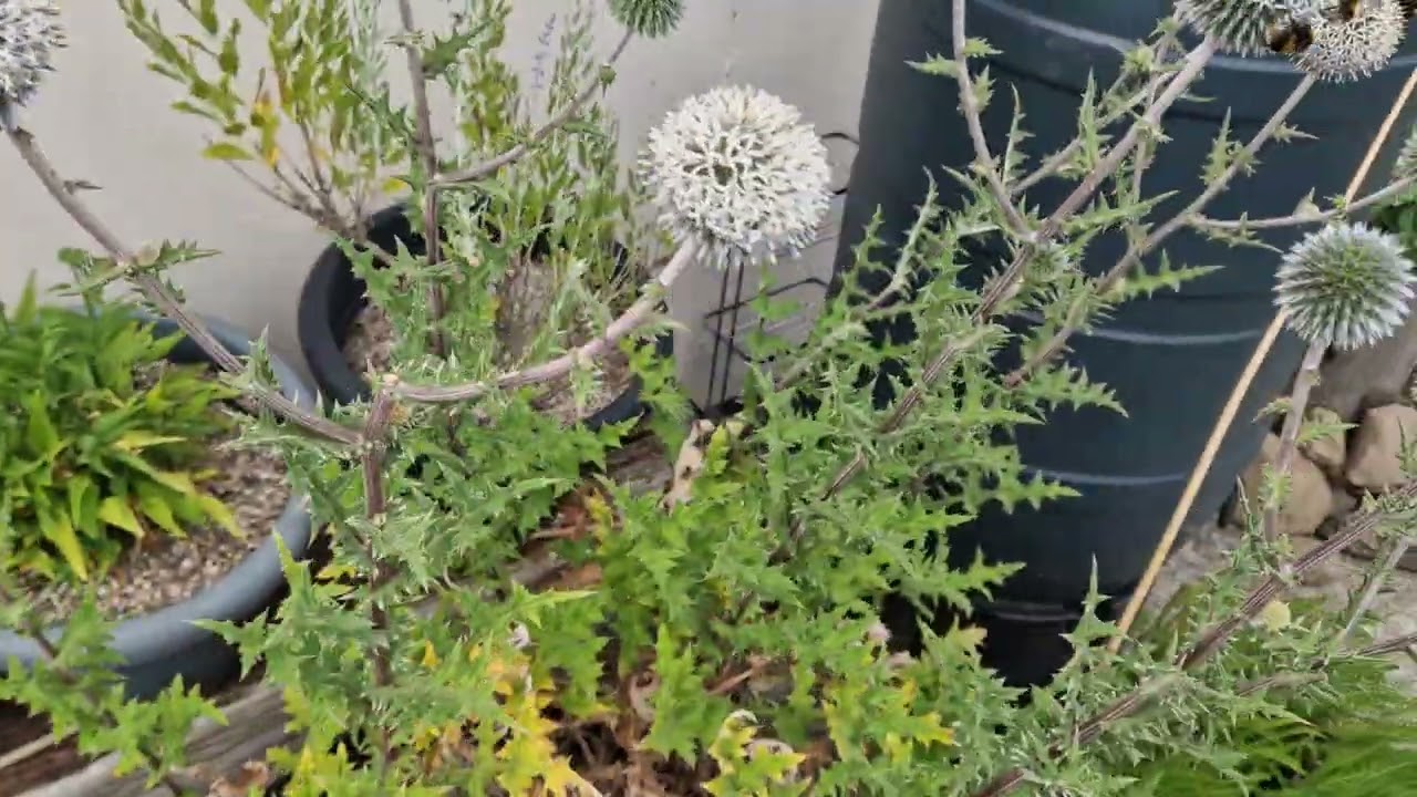 Echinops sphaerocephalus
