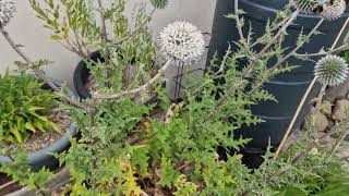 Echinops Sphaerocephalus