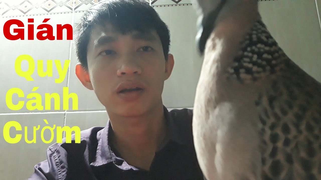 Thế Nào Gọi Là Gián Cánh, Gián Quy, Gián Cườm / Góc Chia Sẽ Của LUÂN