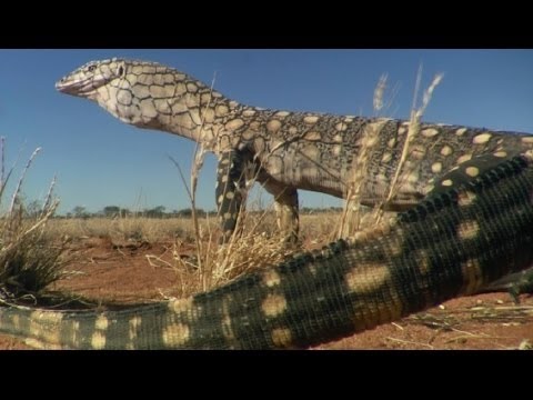 Video Động vật đột biến ở Australia - HD Thuyết minh tiếng... - youtube