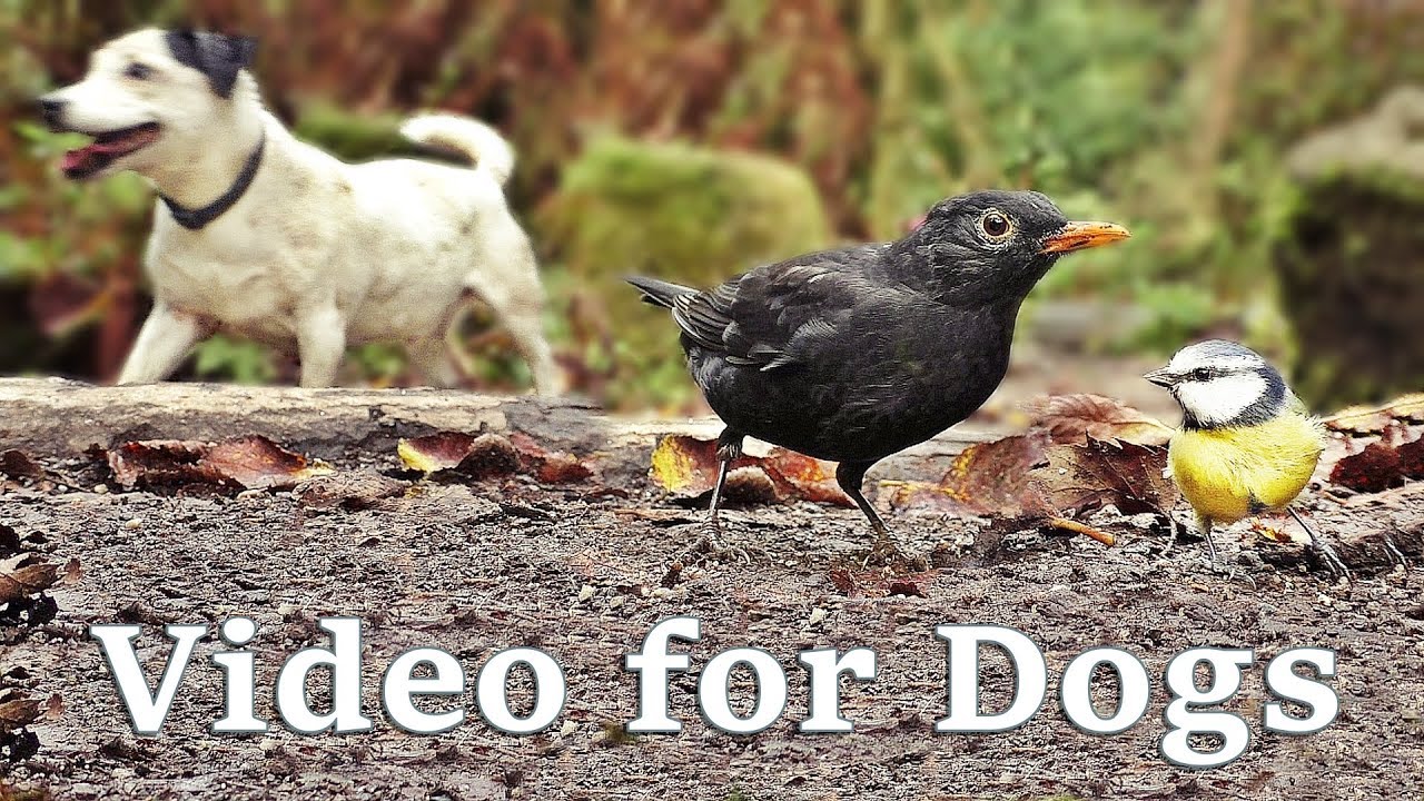TV for Dogs Videos for Dogs to Watch Autumn Birds YouTube