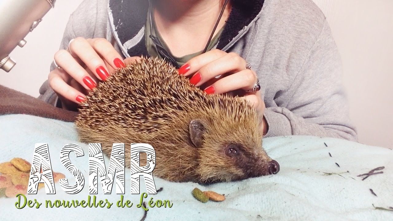 ASMR Français ~ Des nouvelles de Léon  + Lire la barre d'infos !!