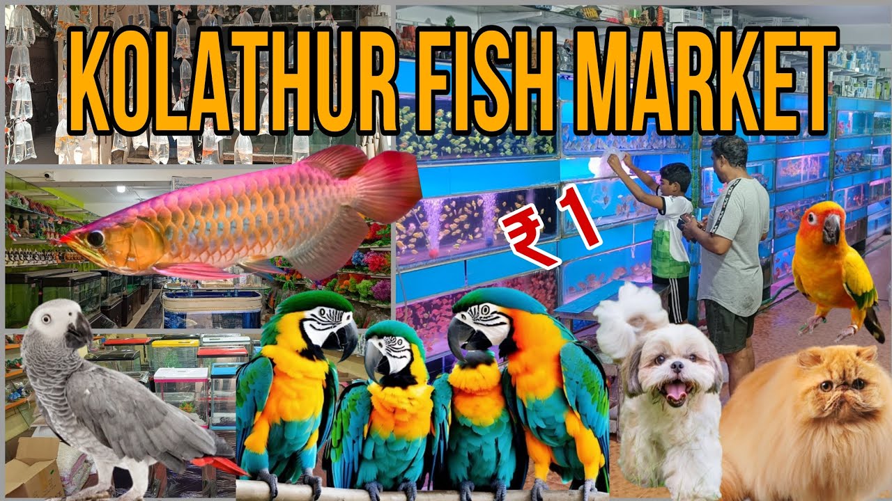 KOLATHUR FISH MARKET WHOLESALE RETAIL CHENNAI VLOG WITH TAMILA kolathur-fish-market-wholesale-retail-chennai-vlog-with-tamila