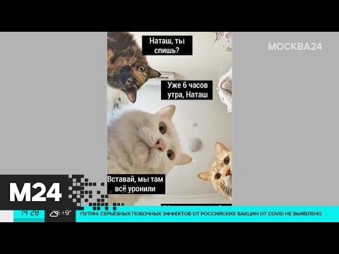 Предпринимательница из Москвы решила запатентовать мем о Наташе и котах - Москва 24