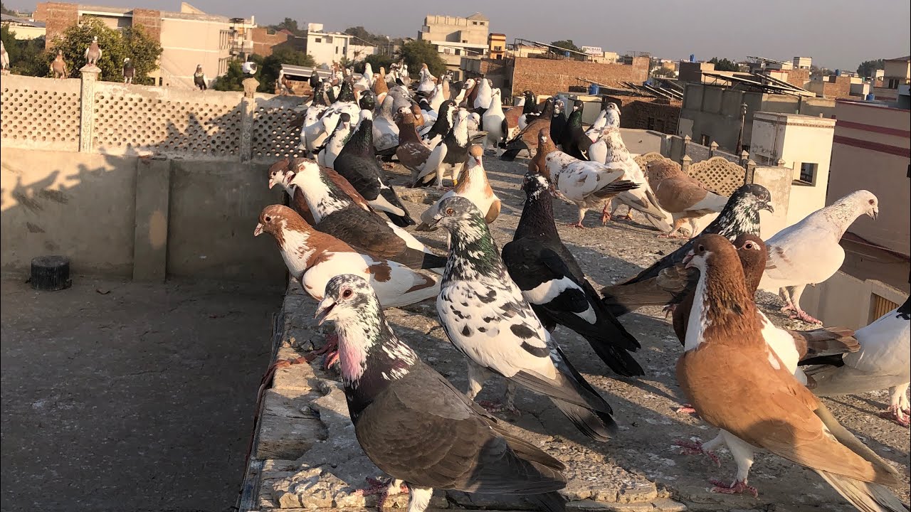 Aj Mosam bht khrab ta phr kabootar ja rhy hai lambe 