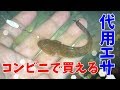 コンビニで買ったハゼ釣り代用エサをご覧ください の動画、YouTube動画。