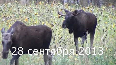 Когда начинается Лосиный гон