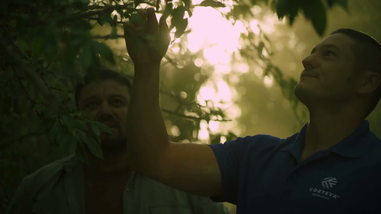 Fontelis® on almond trees | Andre Alves field insight