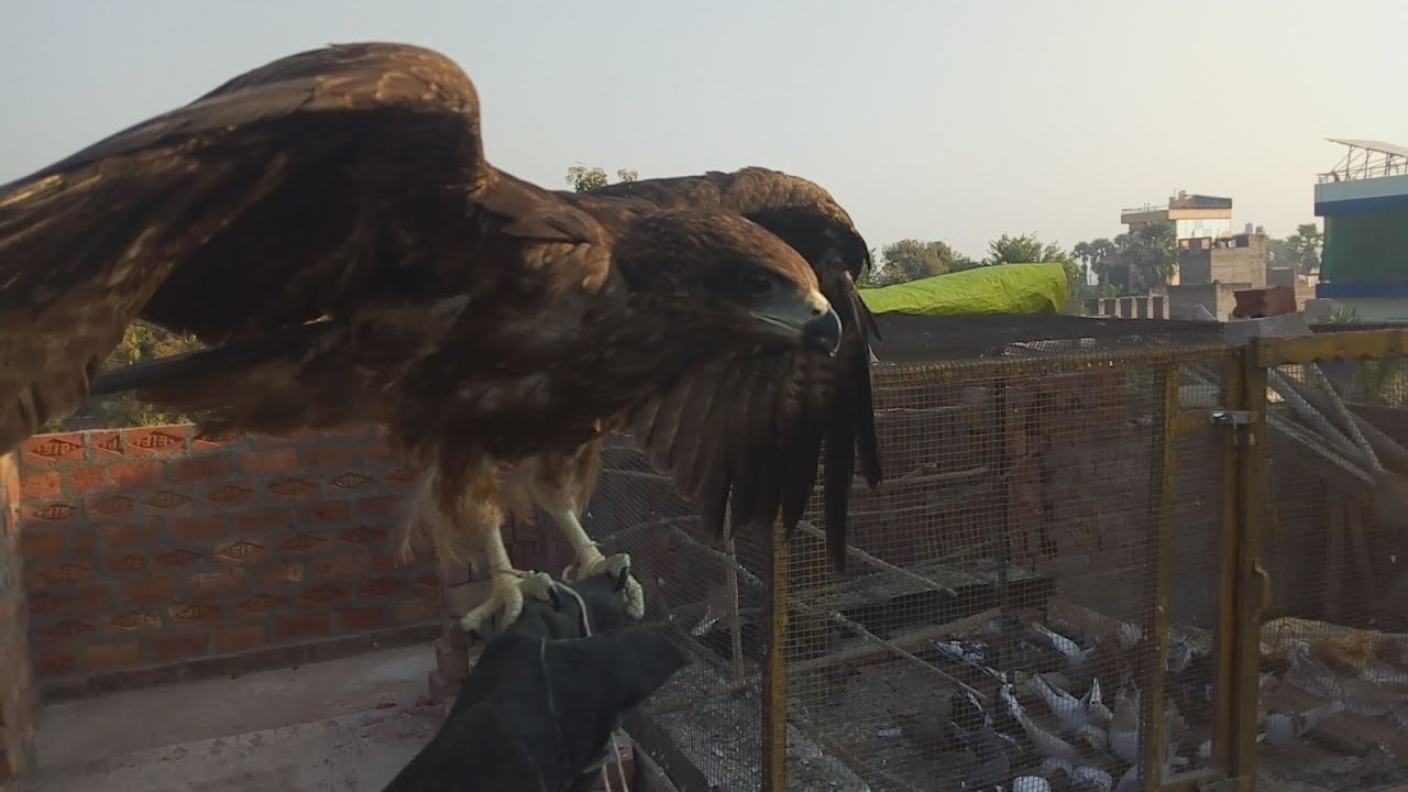 Training of my eagle ( kite) || eagle lived with pigeon || recovery of