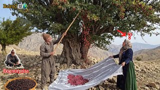 🌿🫐 Nomads harvesting organic hawthorn from thousand-year-old trees in the Zagros Mountains.