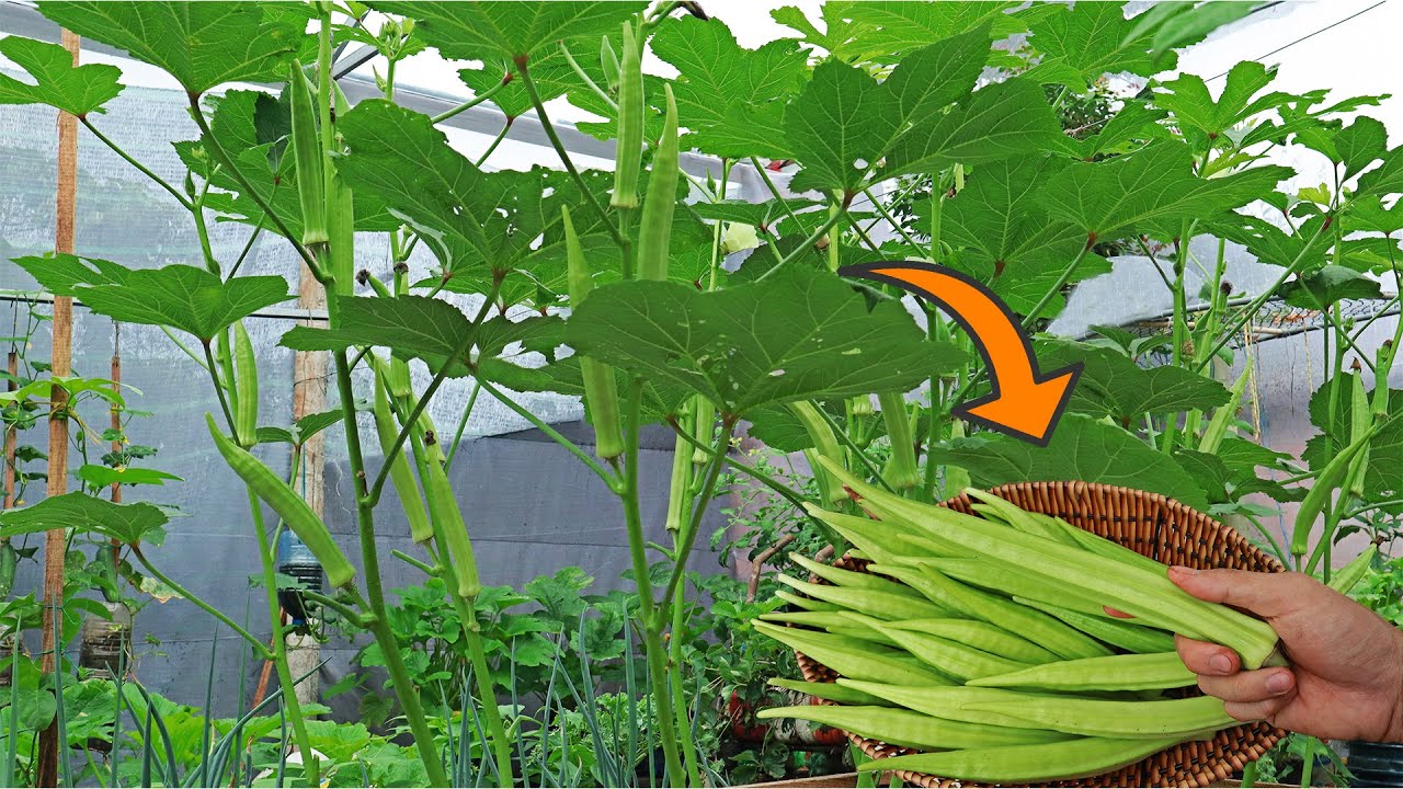 Okra anbauen – mit riesiger Ernte im Gewächshaus 🙈