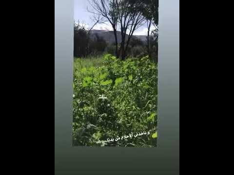 لو كنت نغمض عينيا وتاخدنا الاحلام