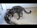 F-5 males (full brothers) from litters 2011 & 2010