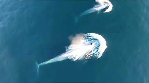 Oregon State University scientists capture rare Blue Whale feeding footage