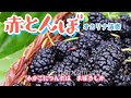 赤とんぼ/日本の童謡(オカリナ演奏・276曲目)オカリナハイビスOcarina Hibi&rsquo;s