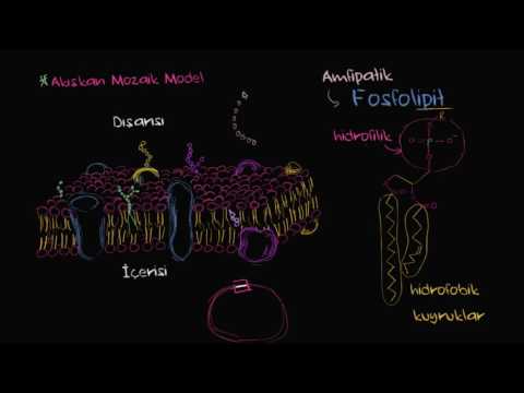 Hücre Zarı: Akışkan Mozaik Zar Modeli (Biyoloji)