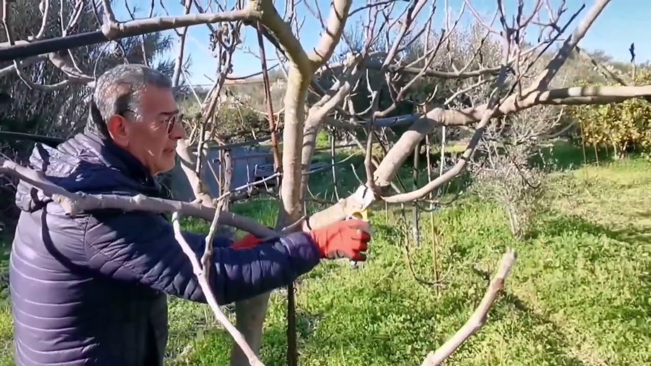 Come potare il fico.