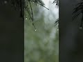 Raindrops Dancing on Leaves #rainsounds #shorts #nature