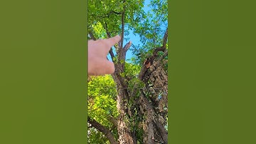WHY Would You Wait This Long??? #TreeClimbing #TreeWork #TreeRemoval #Chainsaws #Shorts #Dangerous