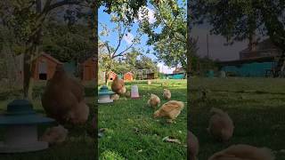 60 Seconds of Calm with our Free Range Chickens #chickens #freerangechickens