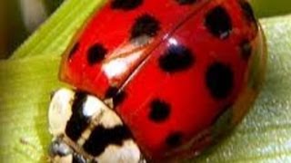 Is It A Ladybug Or Aa Kudzu Bug?