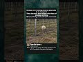 Playful Sheep Running in Vineyard #sheep #cuteanimals