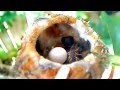 Baby Hummibgbird Ricky&#39;s beak breaking through the egg!
