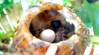 Baby Hummibgbird Ricky&#39;s beak breaking through the egg!