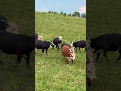 #disney #farming #cattleworld #cuteanimals