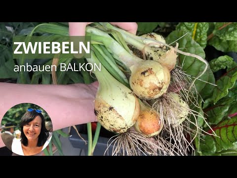Video: Pflege von Watsonia-Zwiebeln - Wie man die Gartenpflanze Watsonia anbaut