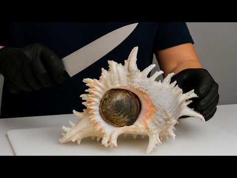 Exotic Seafood! Giant Ramose Murex Snail Cooking – Vietnamese Street Food Must Try