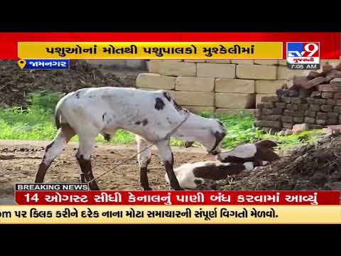 Cattle breeders seek compensation over lumpy virus deaths |Jamnagar |Gujarat |TV9GujaratiNews