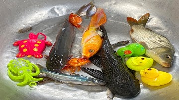 Kem Chanel ra bờ ao bắt cá được cá chép, con vịt, con mèo, cá vàng, con rắn, cá mập, cá rô phi