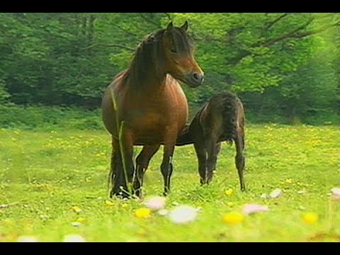 Video: Dartmoor Pony Horse Breed Allergivenlig, Sundhed Og Levetid