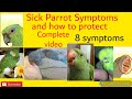 8 symptoms that show your parrot is sick and how to protect them