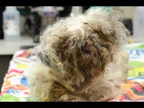 You won't believe this transformation - Stray Rescue of St.Louis