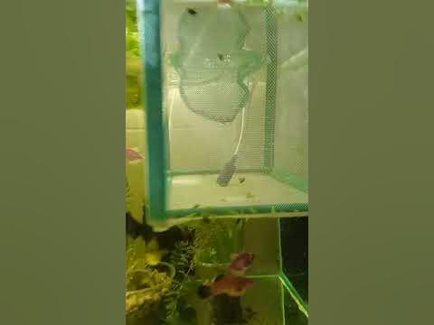 Инкубация икры анциструса - YouTube