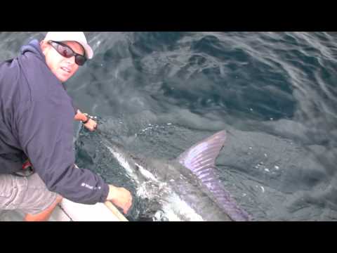 5 Marlin Released On A 14 Foot Livingston Skiff In...