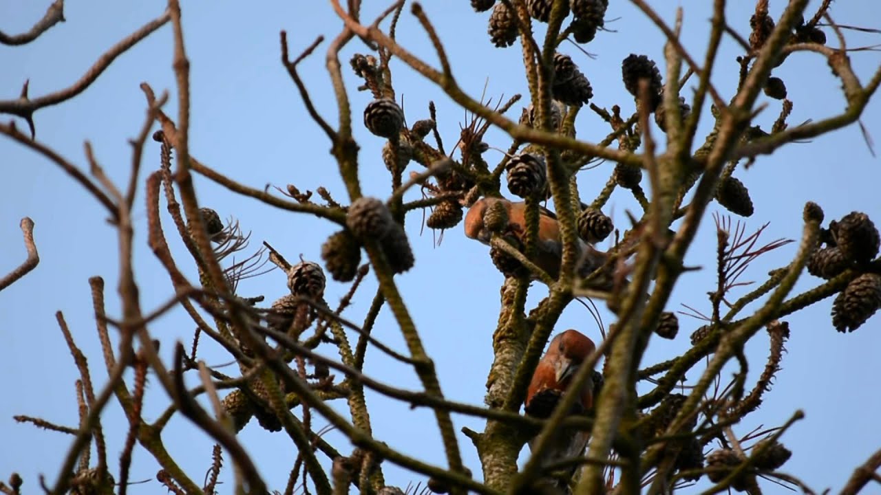 Crossbill 
