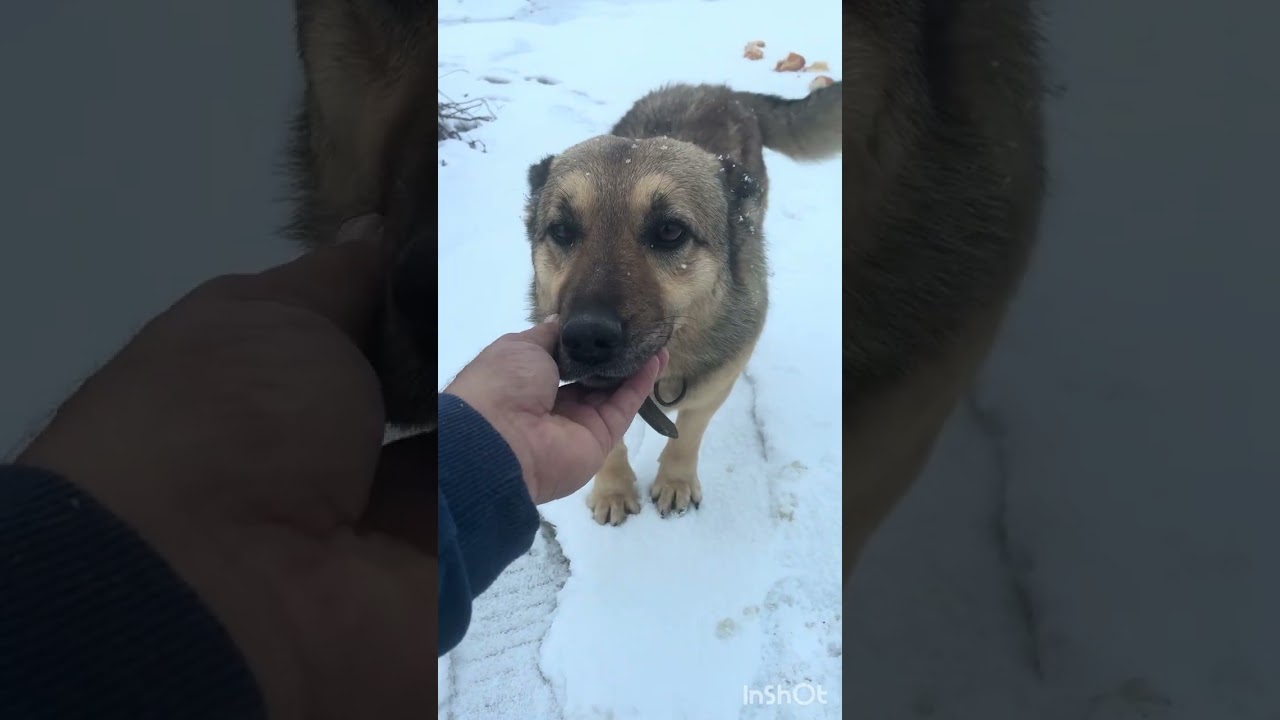 Mazlumlar yiyene kadar bekliyorum 