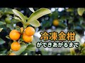 馨食（シンショク）工場見学_金柑