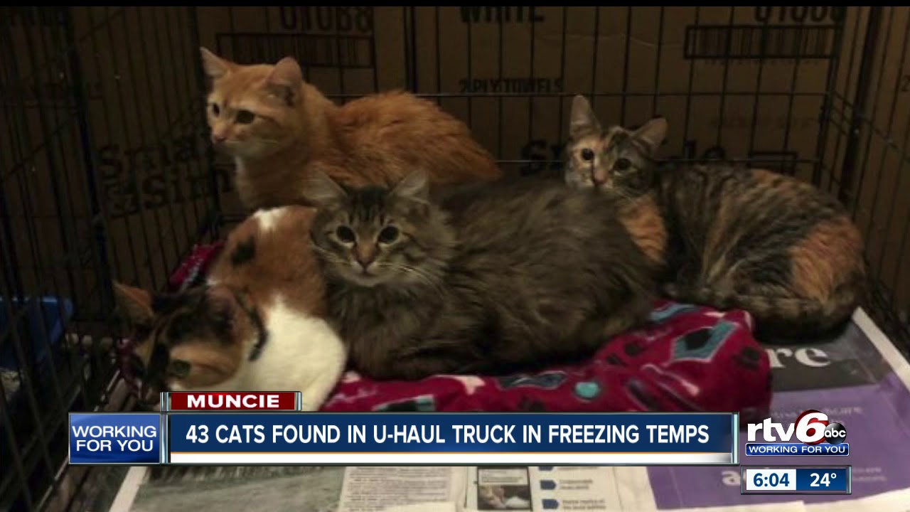 43 cats found in U-Haul truck in Muncie - YouTube
