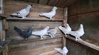 картинка: Погнав голубів в сильний вітер , турецька такла 