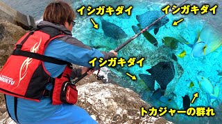 速攻喰いつく！絶海の孤島、水中撮影したら予想以上にお魚天国だった【北大東遠征(軍艦編) #3】