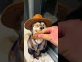 Meet this incredibly emotionally stable dog! No matter what happens around him, he stays complet